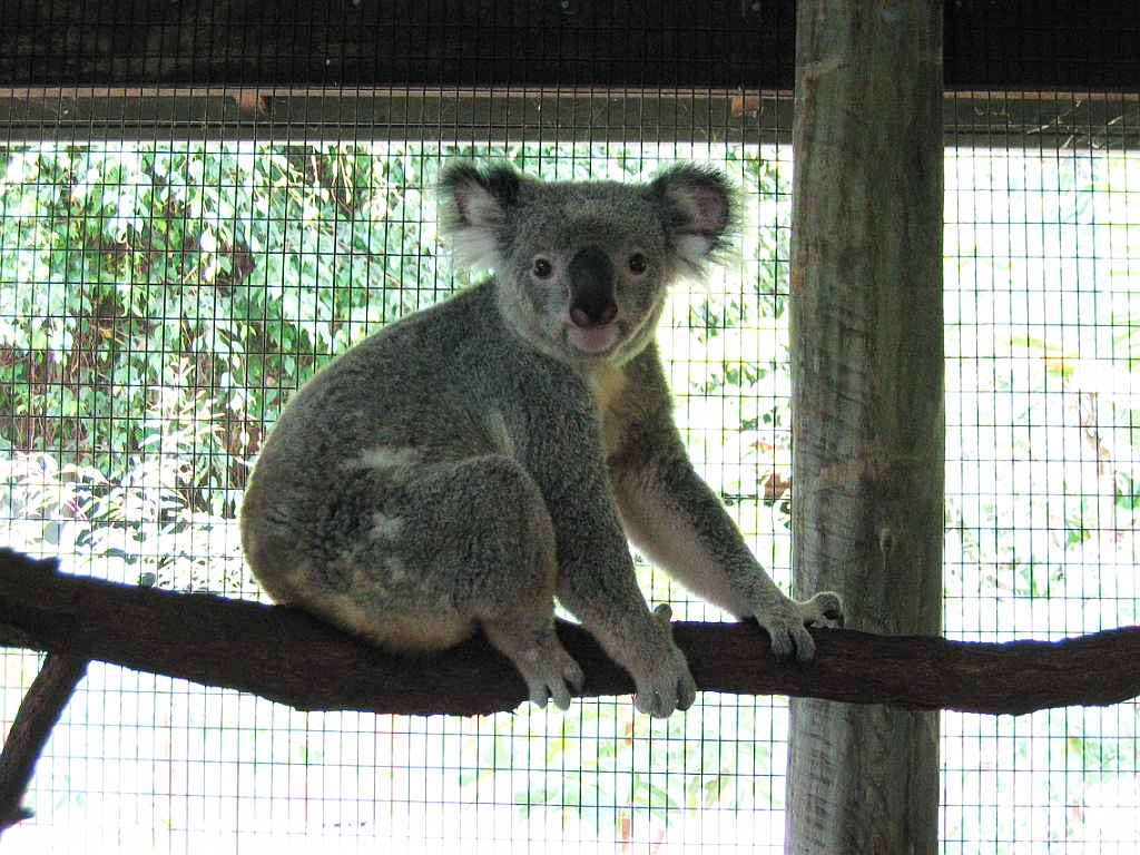 103 Cairns Tropical Zoo.jpg